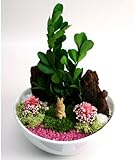 晴香園 PR-ココットS プリザーブド おとぎの森アニマル BOX入 ウサギ SE-4582334704787-ウサギ 晴香園 PR-ココットS プリザーブド おとぎの森アニマル BOX入 ウサギ SE-4582334704787-ウサギ